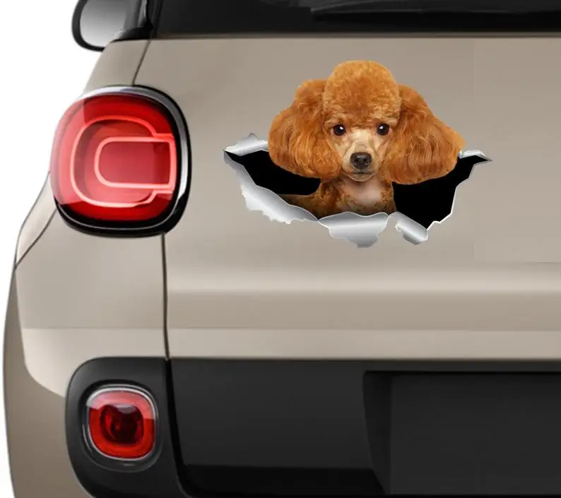 

Poodle sticker Poodle car sticker Redhead poodle decal Poodle car decal Cute poodle Poodle Dog sticker Poodle lover