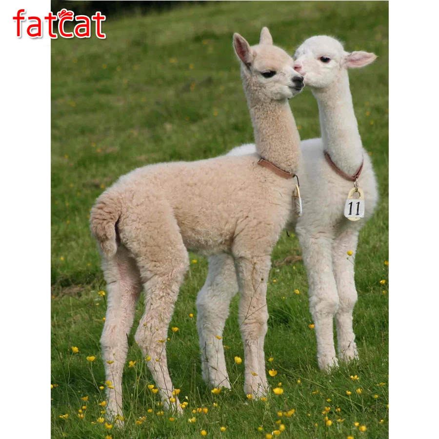 FATCAT 5D DIY Алмазная вышивка Австралия Alpacas daimond крестиком полный квадратный Стразы