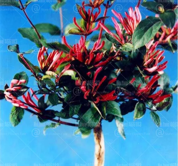 100 шт японский жимолость бонсай Lonicera japonica herb plantas многолетний очень ароматный цветочный горшок садовые Цветочные рассады - Цвет: 1