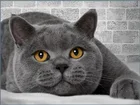 Картина из круглых страз Спящий Кот, 30 х40 дюймов