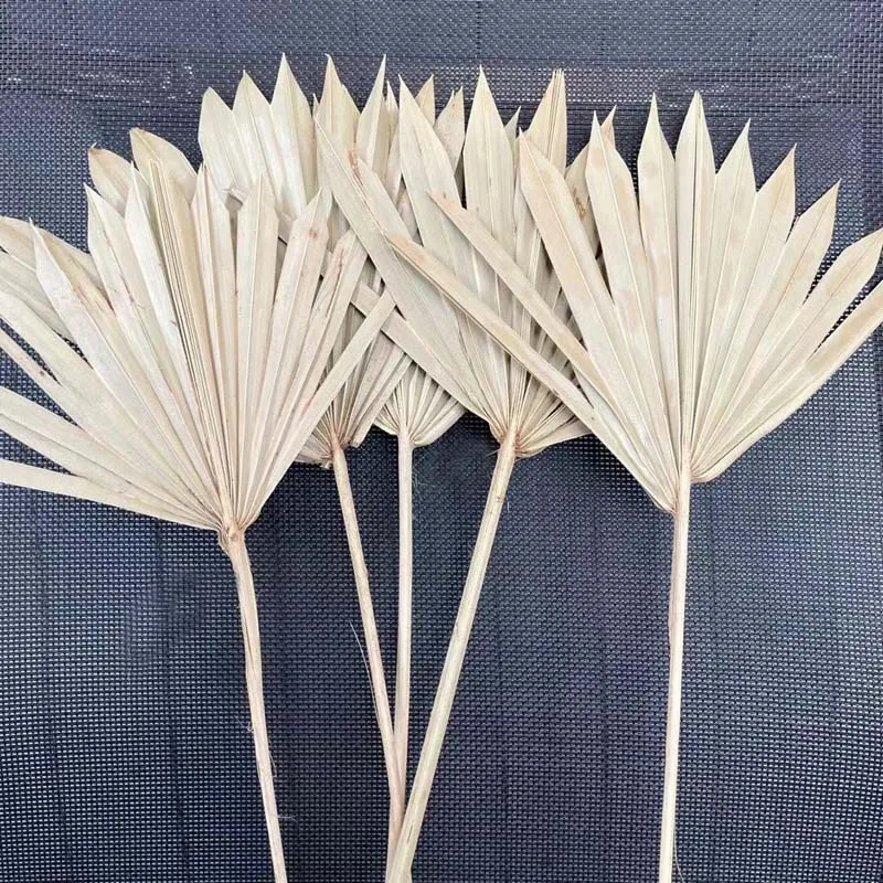 2PCS / 12~18CM*25~30CM Palmblad Gedroog Dried Natural Flowers Palm Leaves,Dry Palm Fan,Wedding Party Art Wall Hanging Decoration