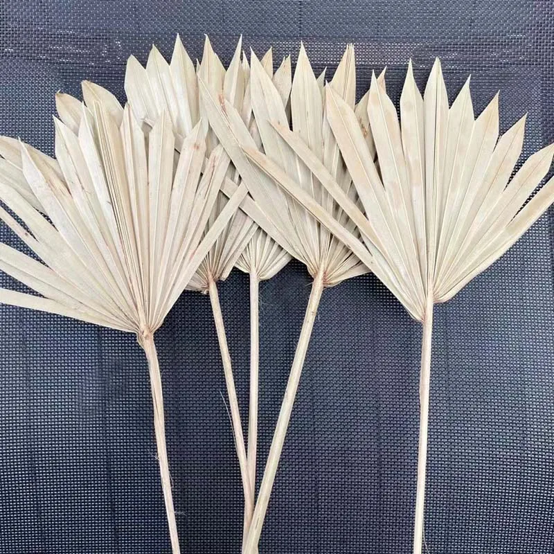 

2PCS / 12~18CM*25~30CM Palmblad Gedroog Dried Natural Flowers Palm Leaves,Dry Palm Fan,Wedding Party Art Wall Hanging Decoration