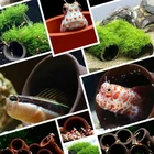 Аквариумная Хрустальная креветка, шпинат, пища 354045 г, кормление рыб, креветок, живая Икра, черепаха, живая в посылка, автоматическая кормушка