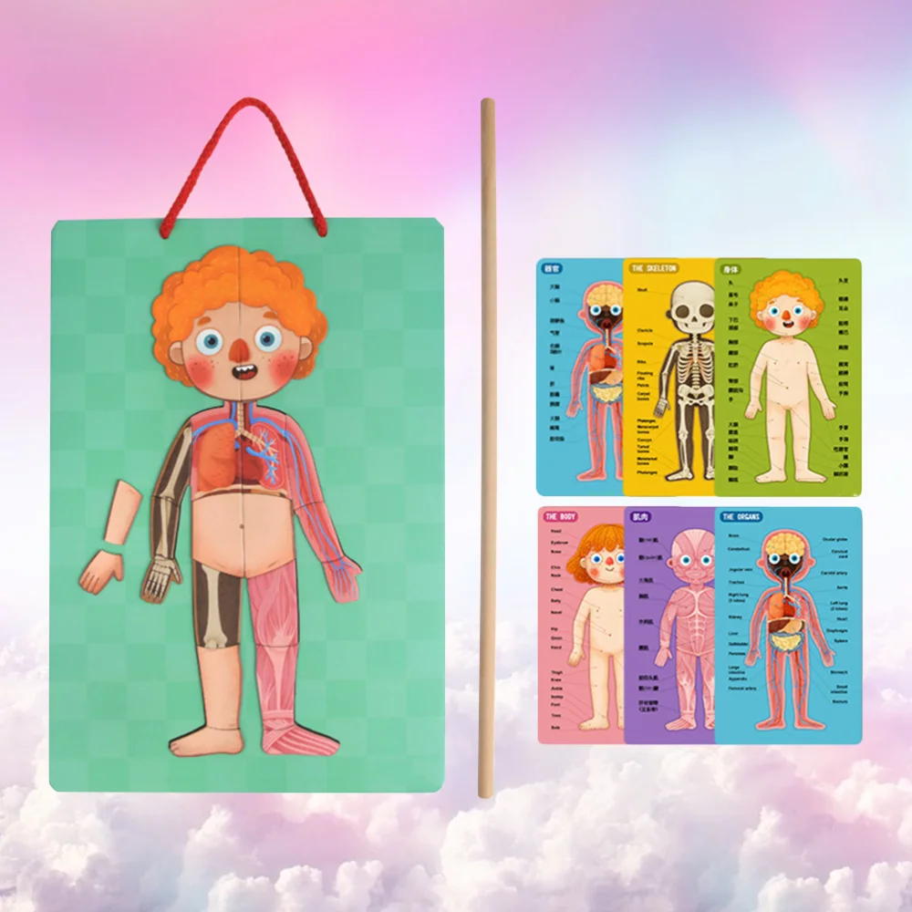 Магнитная модель человеческого тела игрушка-пазл магнитная подвесная доска