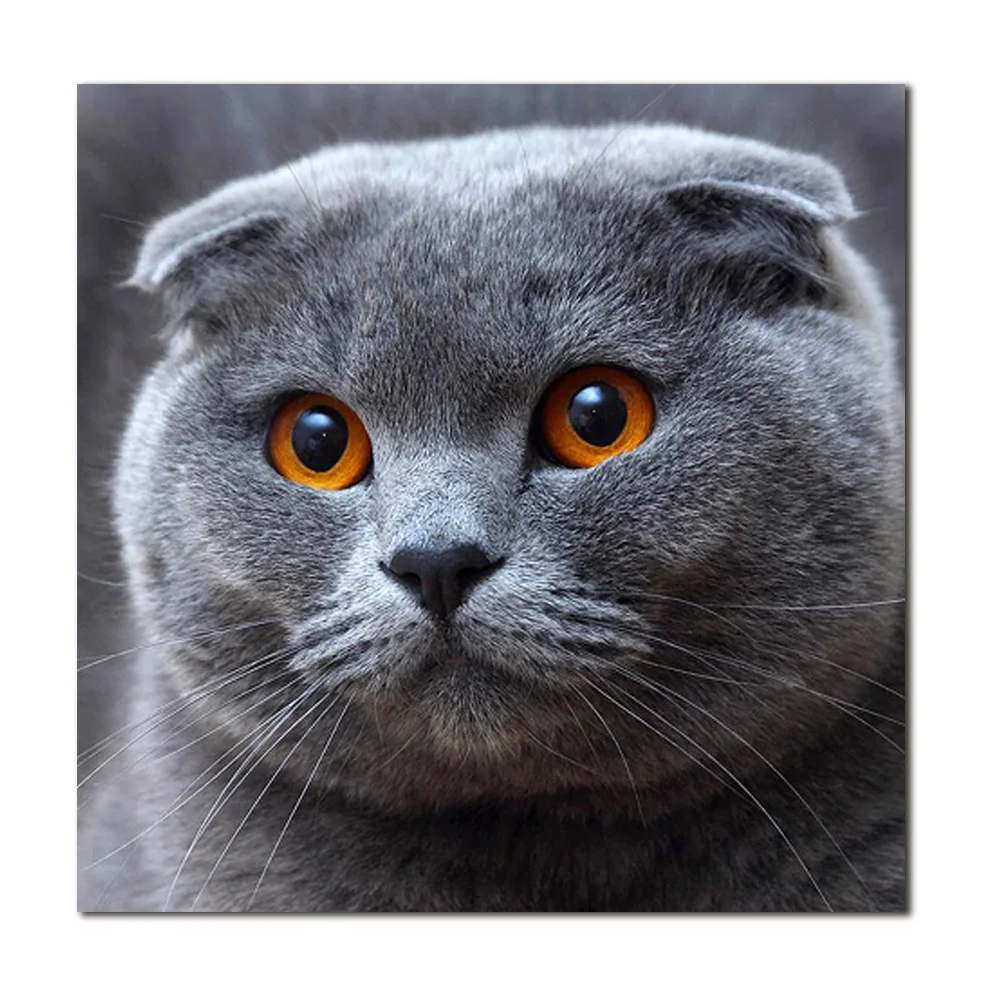 Милый Кот Собака Рыба Дельфин узор 3d декоративные картины цифровая печать Краска