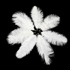 Высококачественные страусиные перья 6-8 дюймов15-20 см, украшение для свадьбы, дома, вечеринки, ручной работы, рукоделие, Шлейф 10 шт.Лот, оптовая продажа