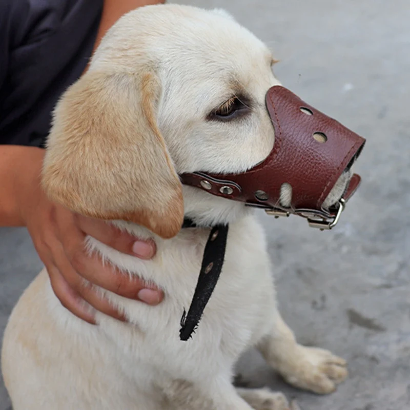 Can A Service Dog Wear A Muzzle