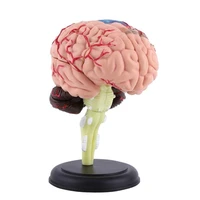 disassembled anatomical human brain model 4d anatomy organ teaching tool medical props model statues sculptures school use