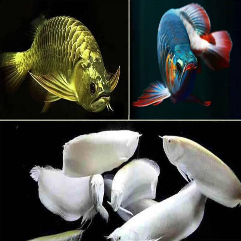 2020 корм для рыб неред аквариум морской лещ arowana золотой дракон красный аравана