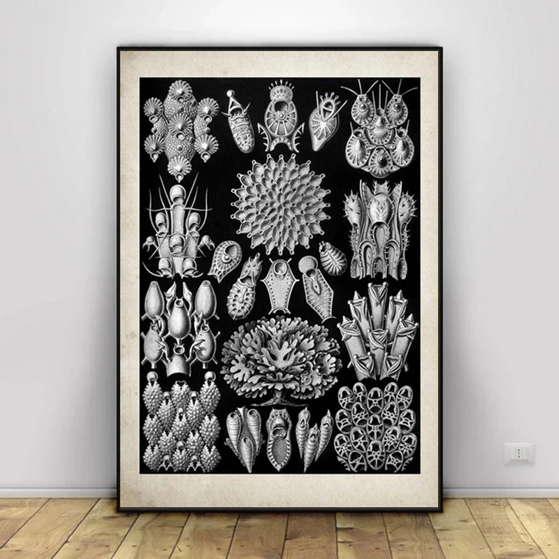 Винтажный постер Paleontology с морской Медузой морскими водорослями Canvans картина