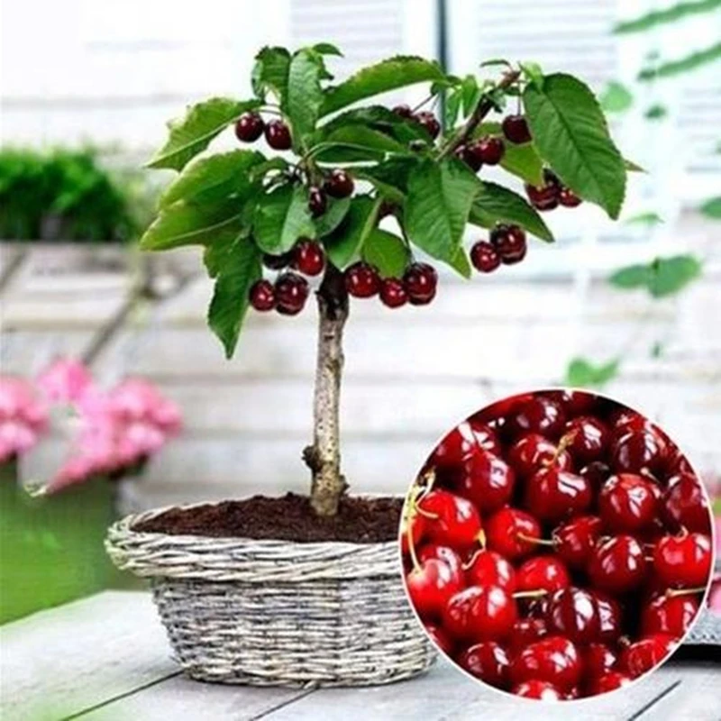 15Pcs Mini Pearl Cherry Seeds Sweet Potted Fruits Bathroom Cabinet Natural Vegetables Plant Garden Home Furniture PTS-13