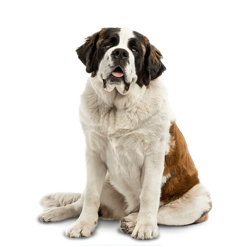 

Водонепроницаемая наклейка Dawasaru в стиле Святого Бернара, наклейка для ноутбука, чемодан для скейтборда, Мотоциклетные аксессуары из ПВХ, 14 ...