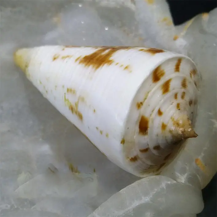 

Natural Rare Conch Collection 25.4 cm home decoration