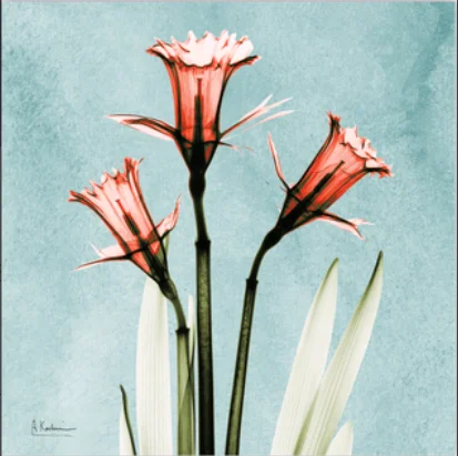 Алмазная картина 5D цветок Лотос креативная вышивка мозаика домашнее украшение