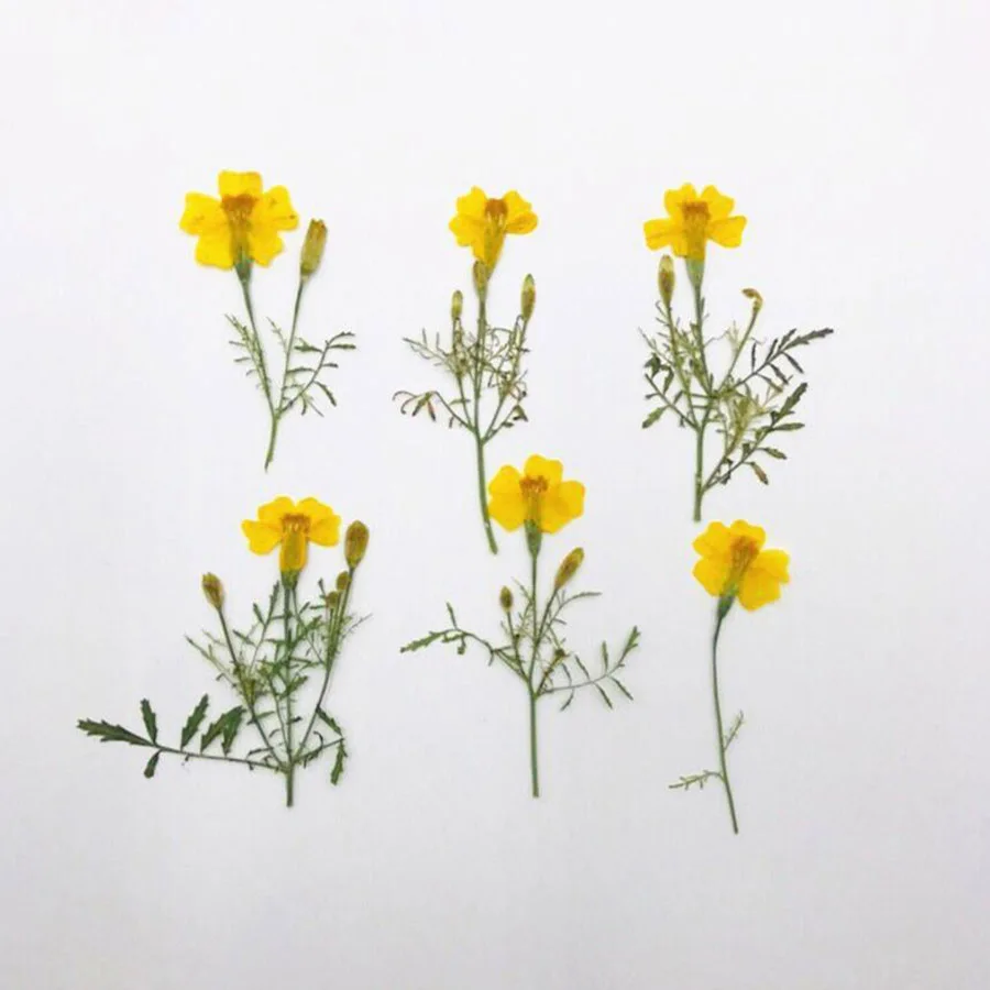 60 шт с диагональю экрана 3 6 см прессованный высушенный Tagetes Patula L. Желтый цветок