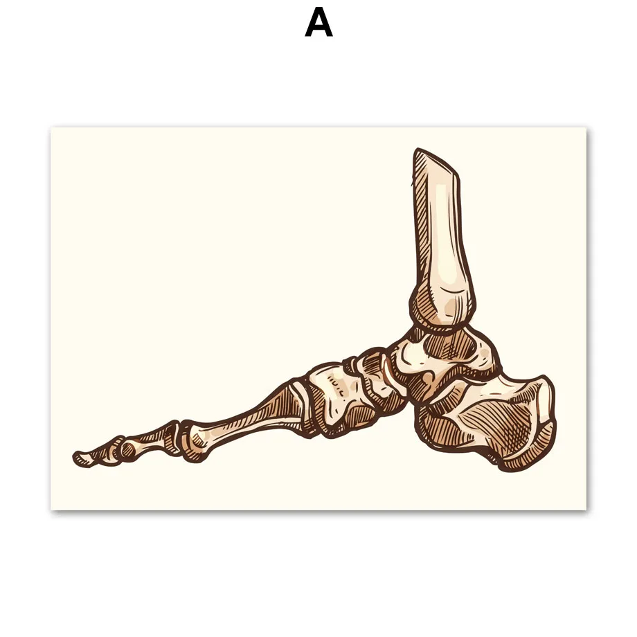 Картина на холсте легкие палец Череп костные суставы Анатомия человека