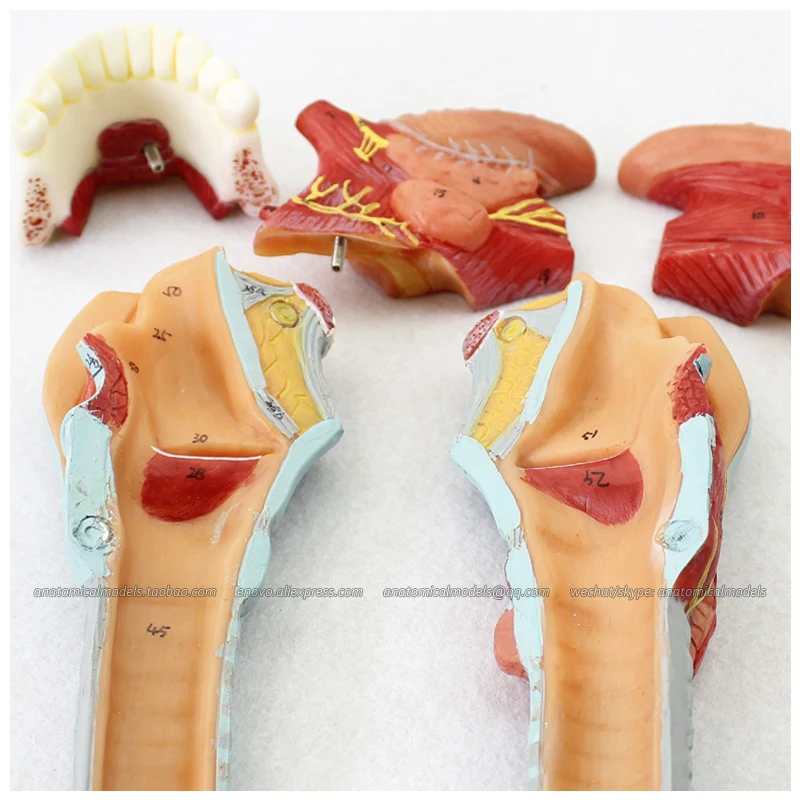 

12506 / Anatomical Structure of Laryngeal Cartilages, Medical Science Educational Teaching Anatomical Models