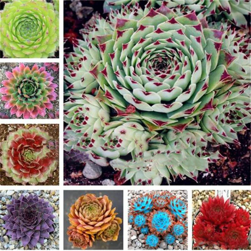 

100Pcs Rare Lotus Cactus Succulent Seeds Garden Nature Plants Home Furniture Alocasia Flower Wood Bathroom Cabinet W6B-Y