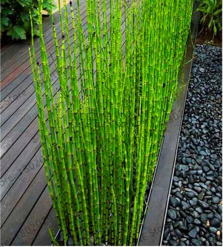 Подлинный! 20 Мини moso Bamboo flores bamboo plantas бонсай сад бонсай горшки для балкона Начинающий уровень 90% DIY для домашнего сада pl