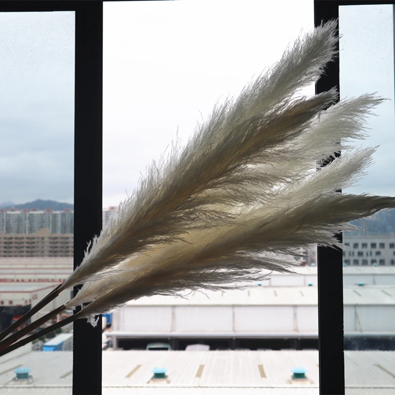 

80/140cm Pampas Grass Natural Reed Wedding Dried Flower Large Beige Fluffy Ceremony Valentine's Day Decoration Modern Home