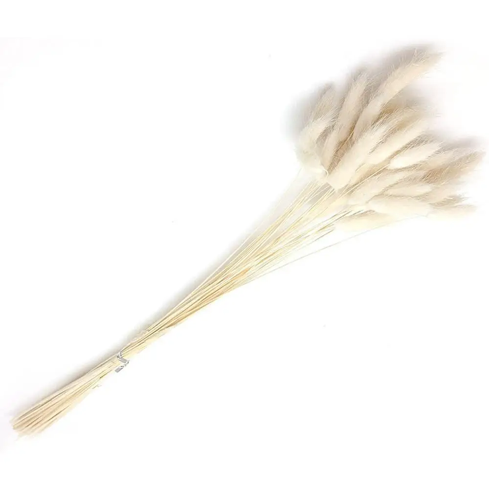 30 стеблей сушеный цветок Кролик хвост натуральные растения Цветочный трава