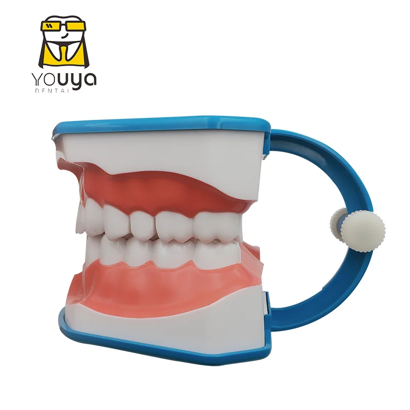 Standard Dental Teaching Model Study On The Structure Of Oral Teeth Dentist Educational Demonstration Tool For Brushing Teeth