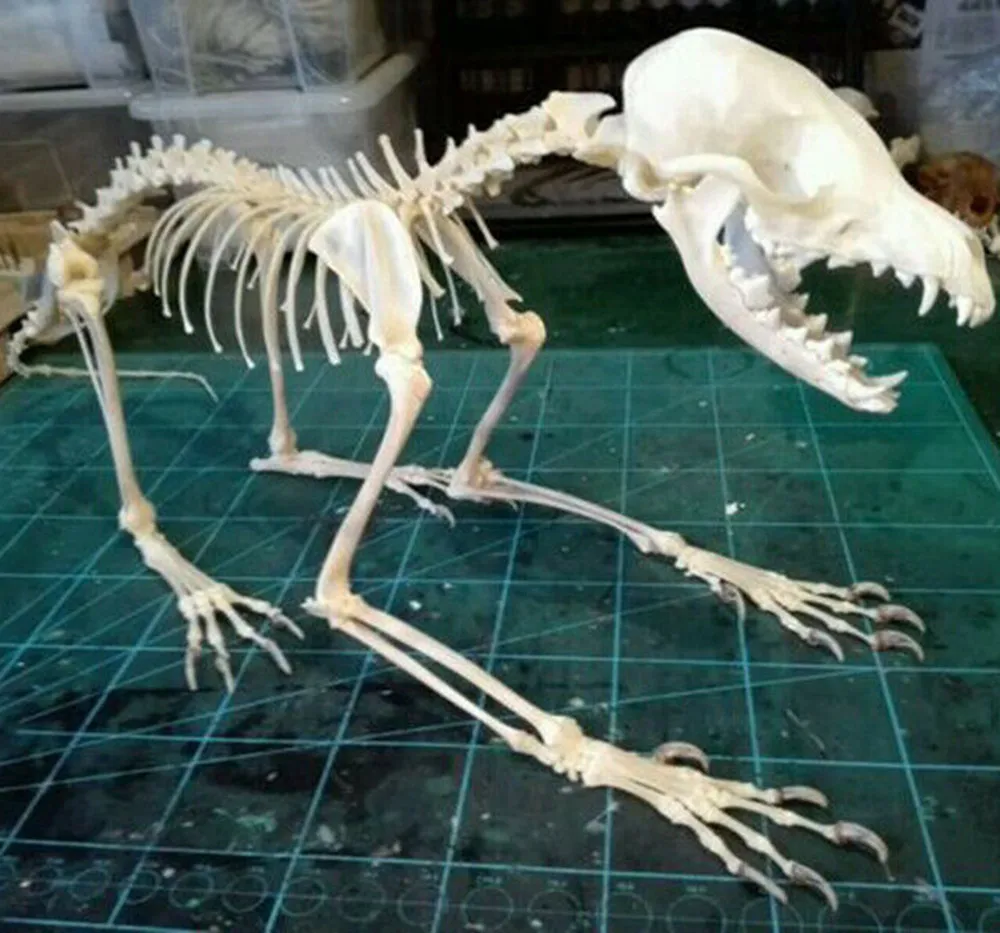 1 шт. обыкновенная лисица серебряная череп лисицы полный образец скелета
