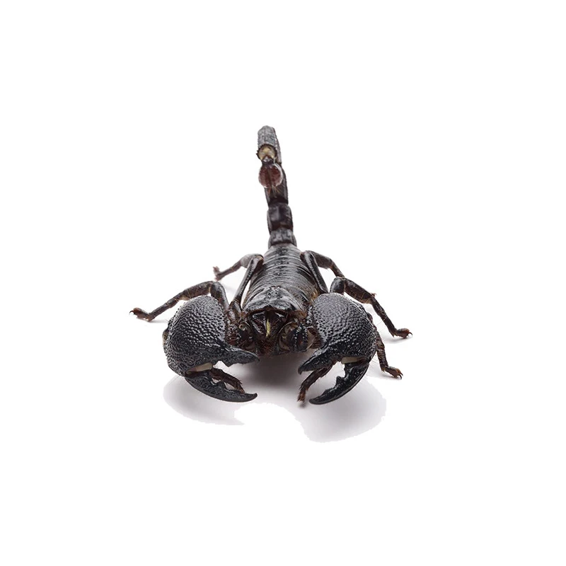 

Car Decoration Stickers Simulation 3D Scorpion Waterproof Cool Scratch Coverage Protection Auto Modification Sticker Accessories