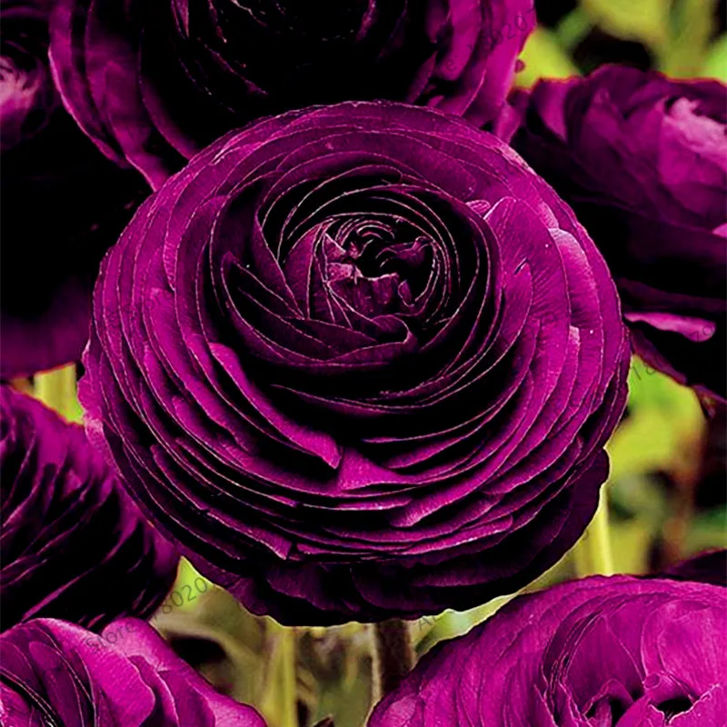6 50 шт./пакет лютик Asiaticus цветок flores, многолетнее растение бонсай растения для дома и сада, легко растить - Цвет: 6