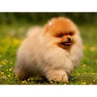 Алмазная живопись 5D 