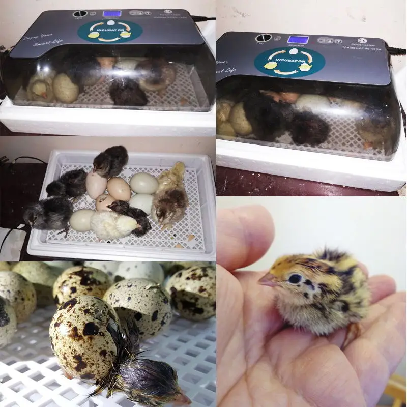 Full Automatic Incubator Brooder Farm Hatchery Machine 12 Egg Hatcher Chicken Goose Bird Quail | Дом и сад