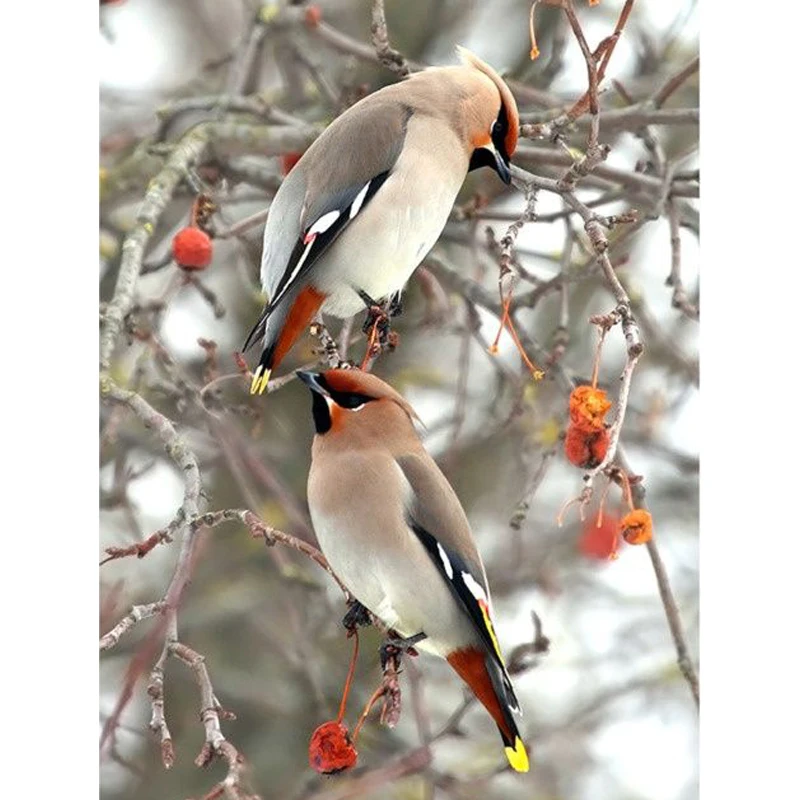 Алмазная 5D Вышивка Две птицы стразы мозаичная картина с полным заполнением страз