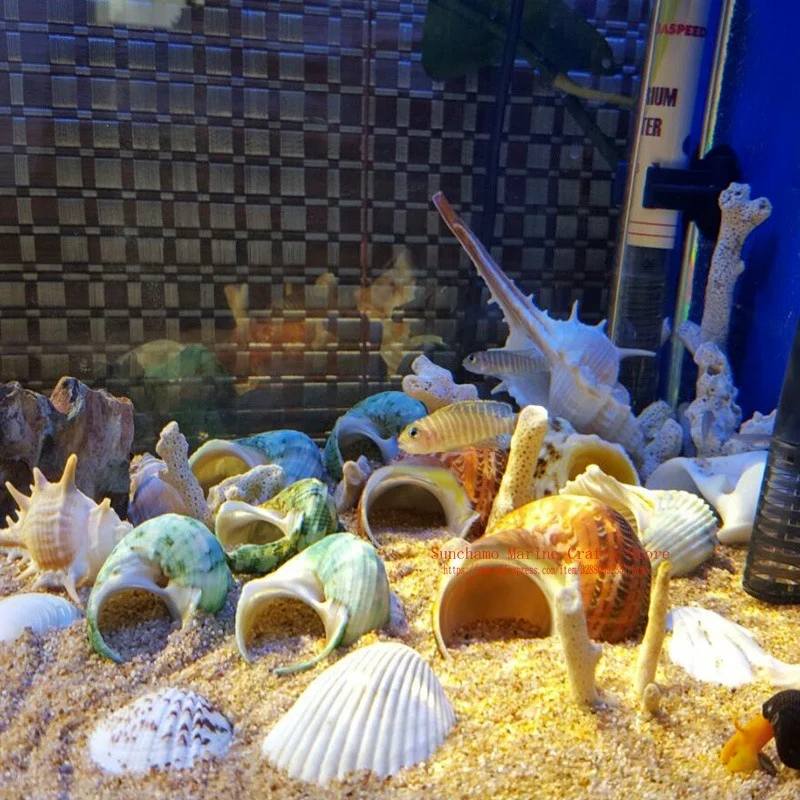 Древняя китайская морская улитка кошачий глаз натуральная раковина Аквариум