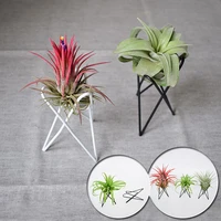 geometric tillandsia air plant holder home office decor iron art display garden ornaments table flower pots stand