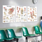 Карта тела руки, ног, анатомии человека, Мышечная система, печатный плакат, рисование, искусство, шелковые настенные картины для медицинского образования, домашний декор
