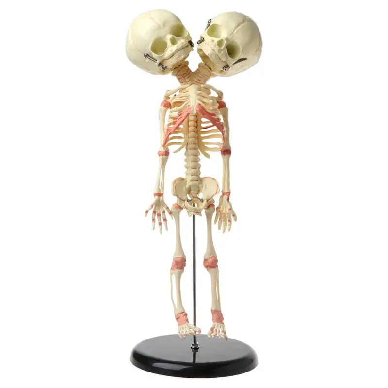 

2021 New 37cm Human Double Head Baby Skull Skeleton Anatomy Brain Display Study Teaching Anatomical Model