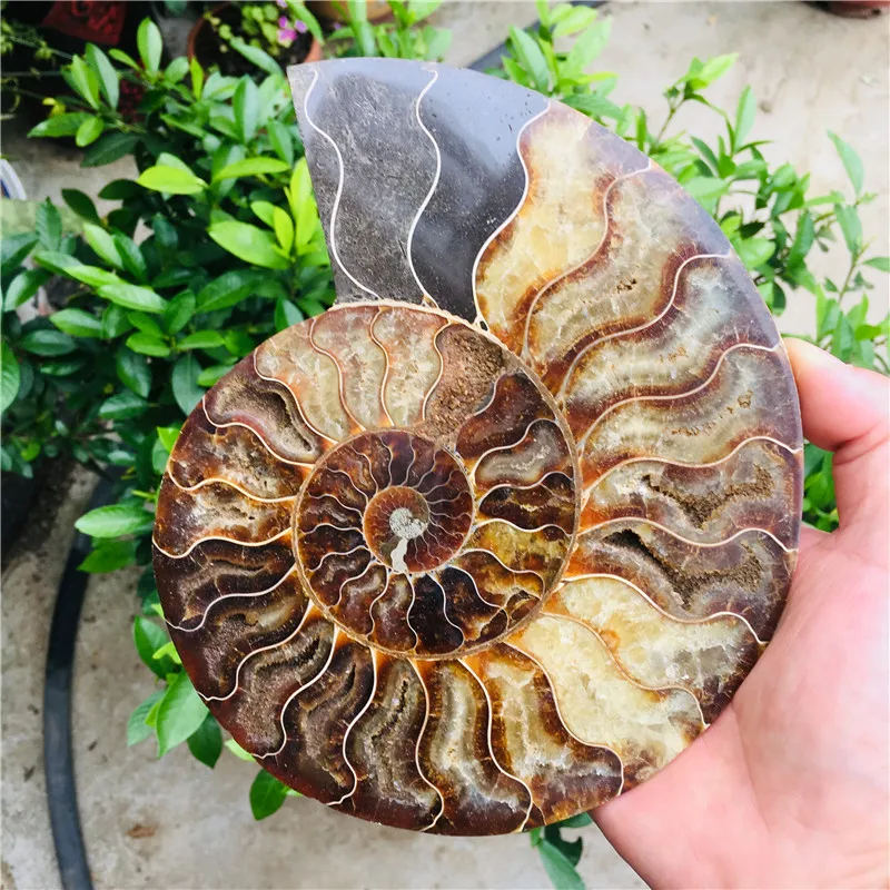 Натуральный аммоний довольно NAUTILUS MADAGASCAR FOSSIL с лечебным действием образцы