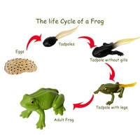 lifelike frog life cycle stages action figures great as visual aid for the classroom model figures educational toys for kids