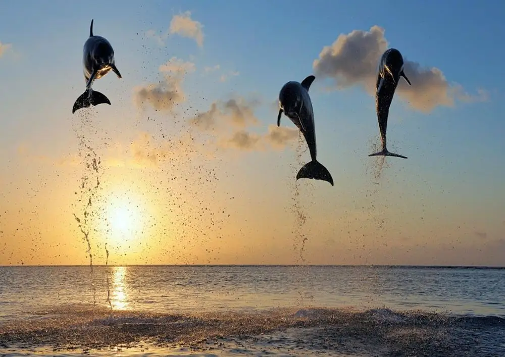 Шелковый постер с изображением дельфинов заката моря пляжа домашний Настенный