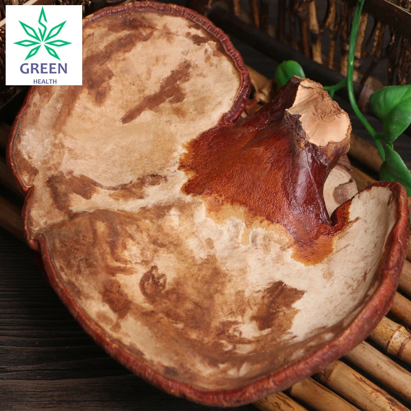 

Ling Zhi Reishi Mushroom Ganoderma Lucidum