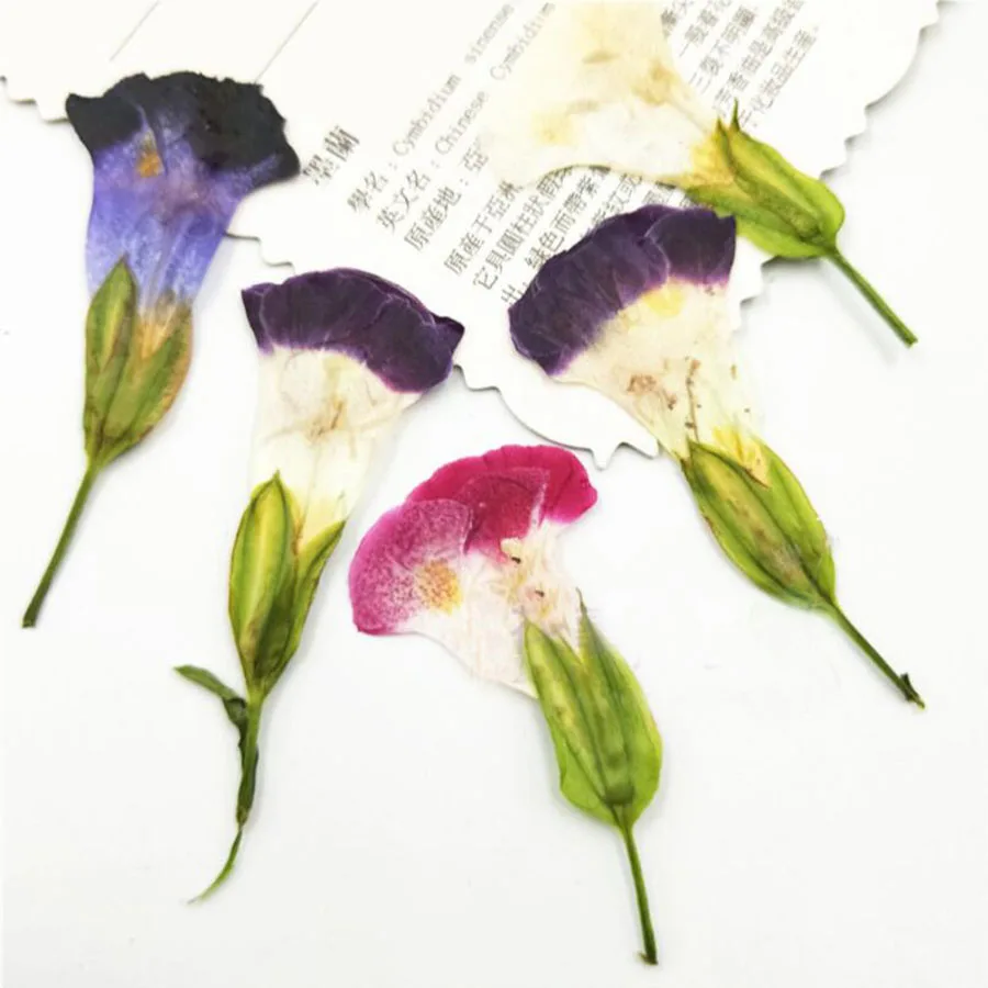 12 шт. прессованный высушенный Torenia fournieri цветочных растений Гербария для