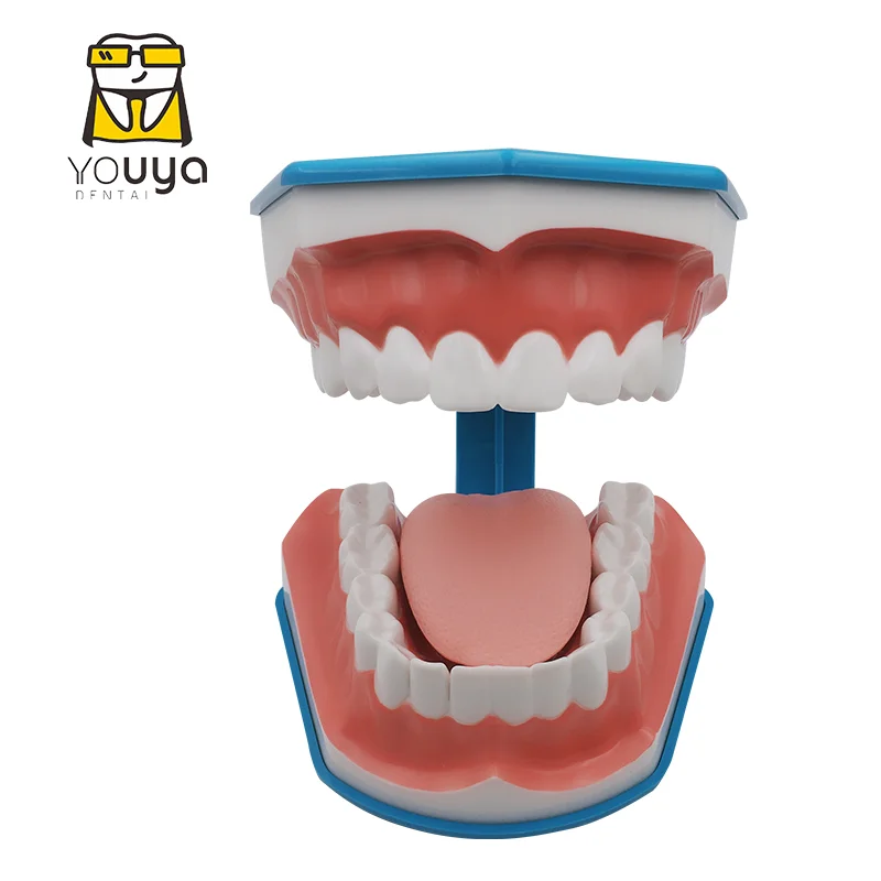 Стандартный обучающая модель для изучения на Структура полости рта и зубов