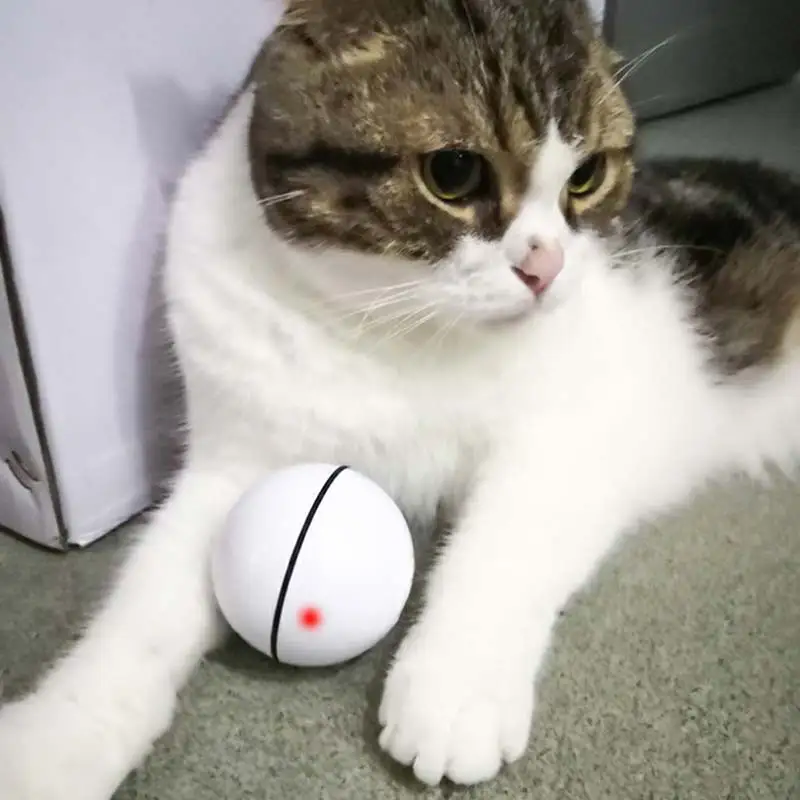 

USB charging automatic rolling ball funny cat toy portable outdoor funny cat