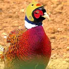 Крышка для шлема с курицей, защитное снаряжение для домашних животных, защита от солнца, дождя, аксессуары для костюмов