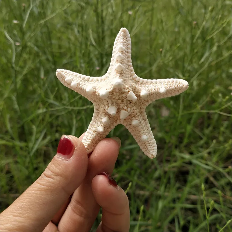 Домашний декор, 3 шт., белая Морская звезда, 3-8 см, белый натуральный палец, Морская звезда, Свадебный декор, морские ракушки, вечерние, бежевые, морская звезда, ремесла