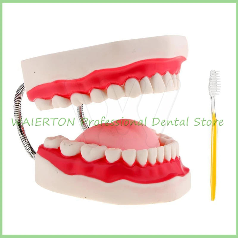 

Dental Child Early Learning brushing model six times brushing teeth child care oral teaching model teeth model preschool