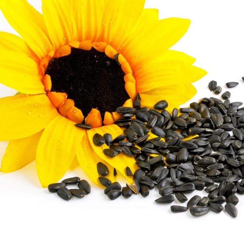 

50Pcs Sunflower Seeds Bonsai Home Aromatic Flower Nature Plants Garden Turnsole Fragrant Essence Lip Mask KV4S