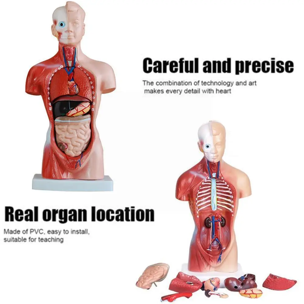 

Модель человеческого тела торса, раньше медицинские внутренние органы для обучения анатомическим внутренним органам для режима обучения ...