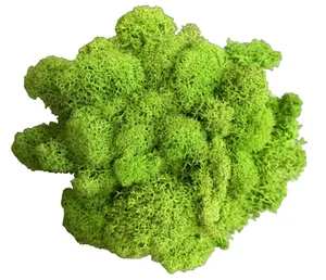 Искусственное растение вечной жизни, 20 г, мохукрашение для сада, дома, стен, сделай сам, цветочный материал, мини-сад, микро Ландшафтные аксессуары