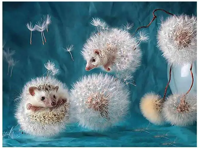 Алмазная живопись с животными вышивка крестиком ежик алмазная набор алмазных